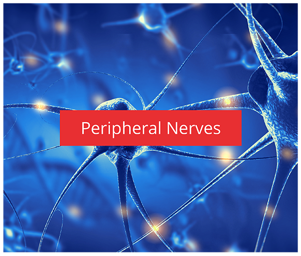 Peripheral Nerves
